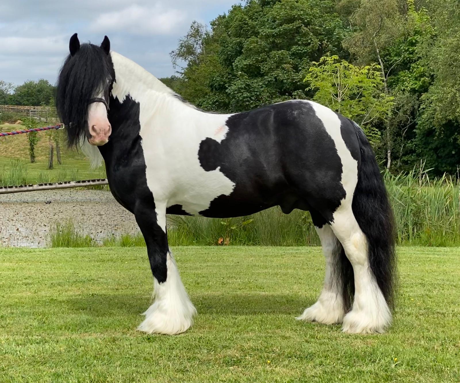 HOYS Coloured Champion